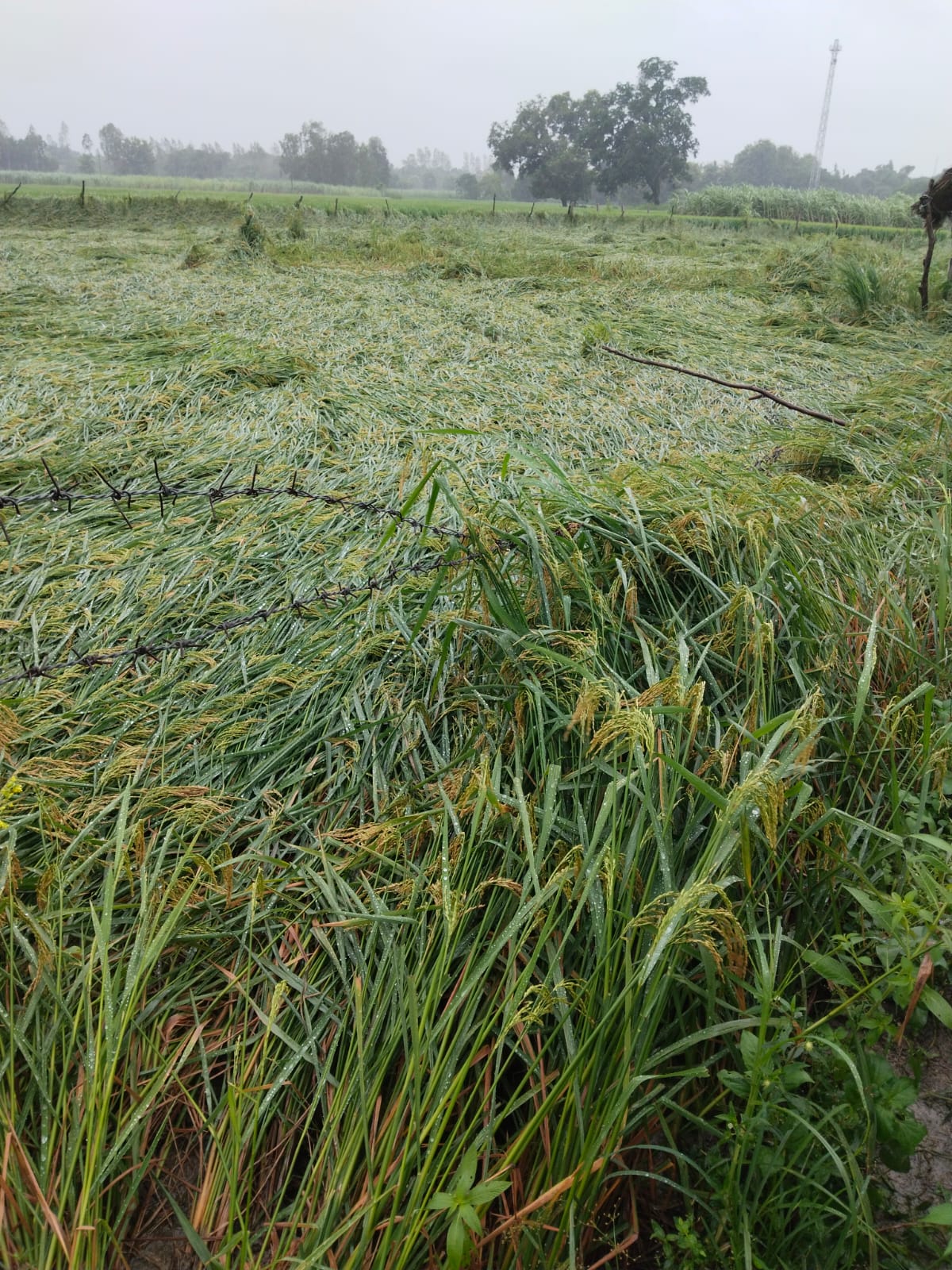 भारी वर्षा से धान सहित सभी फसलों में भारी नुकसान की संभावना
